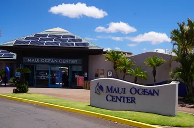 Whale Watching from Ma'alaea Harbor in Maui
