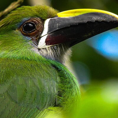 Birding route to learn about nature, Salento