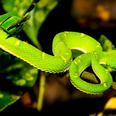 Monteverde Night Walk Tour: the night life of the forest