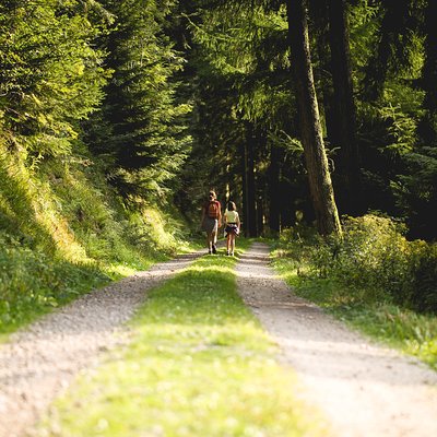 Panorama Hike through the Black Forest guided by a Local