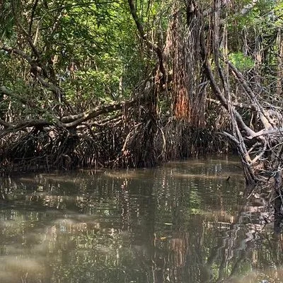 Mangrove Adventure