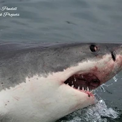 White Shark Projects