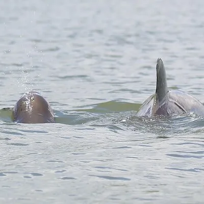 Dolphin and Wildlife Tour at Indian River Shores
