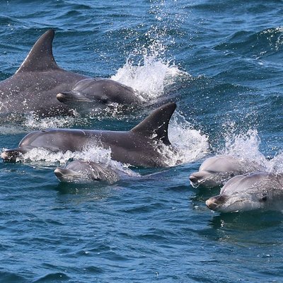 Jervis Bay Dolphin Cruise