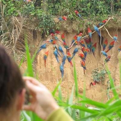 JunglePro