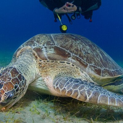 Scuba Diving Experience (10+ Years) AND Free Edited Video