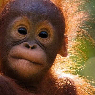 Varada Borneo Tour