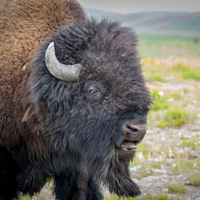 Grizzly Country Wildlife Adventures