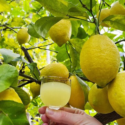 Authentic Amalfi Lemon Tour & Tasting in the Historical Garden