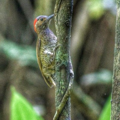 Bird Watching Tours