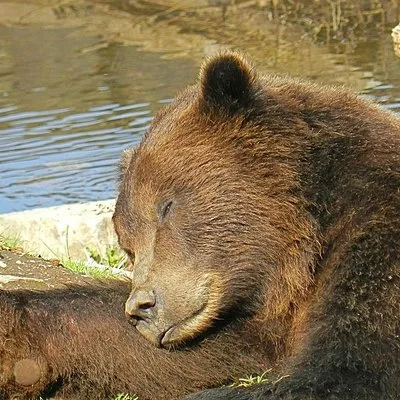 Sitka Wildlife Tours