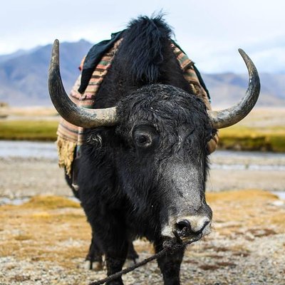 Visit Alay - Tajikistan tours