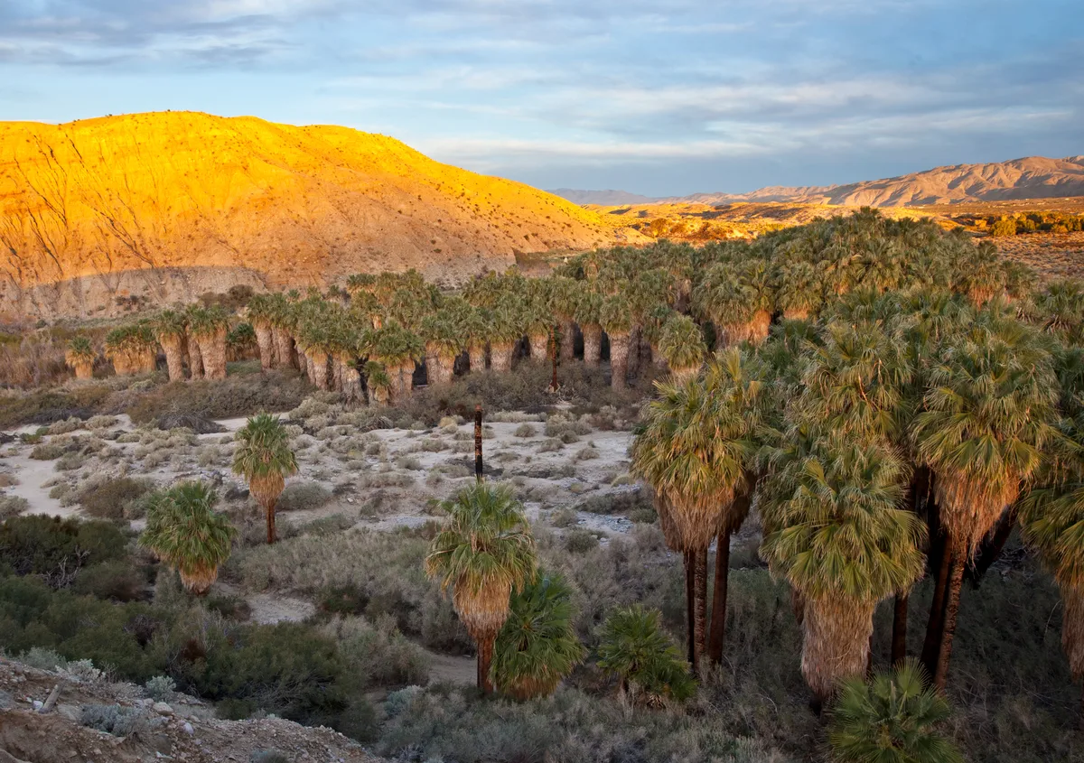 Palm Springs Windmill Self-Driving Tour with Audio Guide