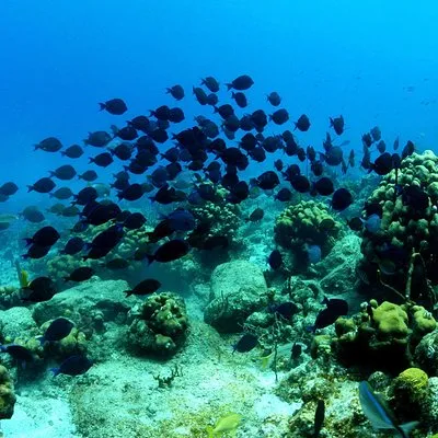 Day Trips BVI
