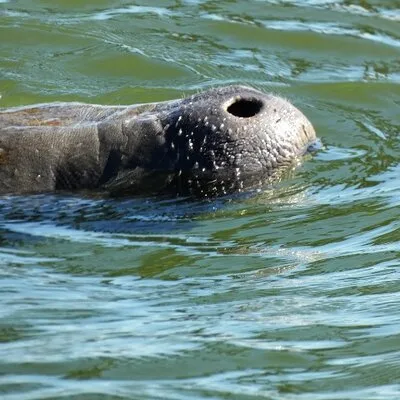 Scenic Mangrove Tunnel Paddle Tour – New Smyrna Beach