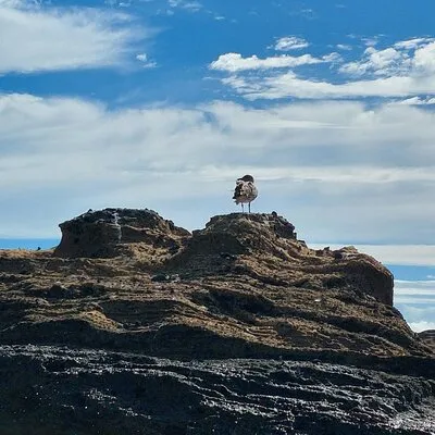 Villa Franca do Campo Bird Observation & Islet Tour