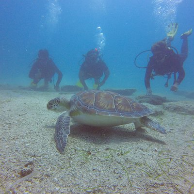Discover Scuba diving