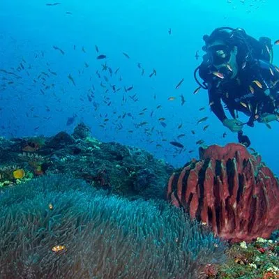 Try Scuba Diving In Havlock