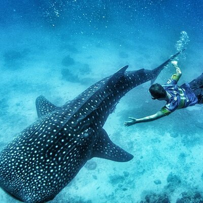 Oslob Whale Sharks