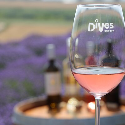 Aroma sampling of 5 Bulgarian Lavender varieties at DiVes Winery