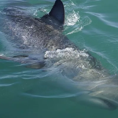 White Shark Diving Company