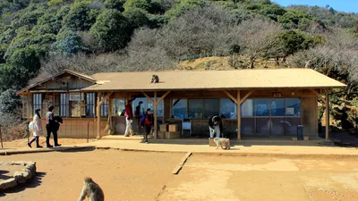 Kyoto Afternoon Bike Tour: Bamboo Forest, Monkey Park Iwatayama & Hidden Spots