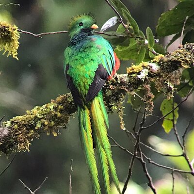 Curicancha Monteverde Nature Walk