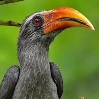 Thattekad Guided Bird Walk.