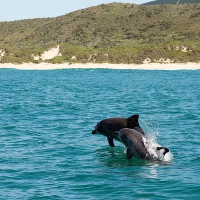 Ocean Odyssey Whale Watching Knysna