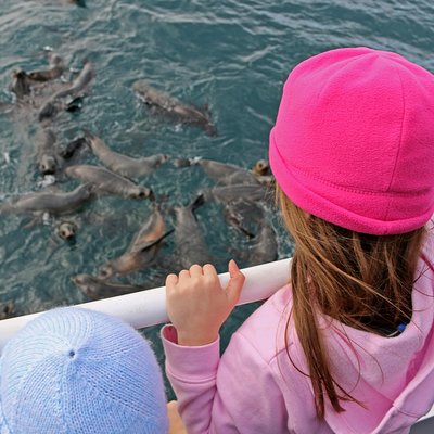 Phillip Island Seal-Watching Cruise