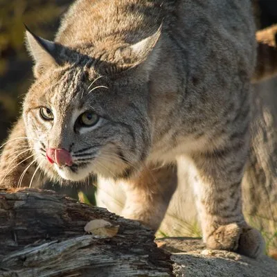BC Wildlife Park