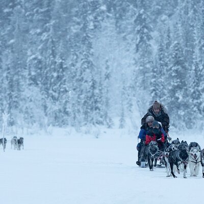 Arctic Afternoon Eco Experience (14:00-17:00- driving the sled)