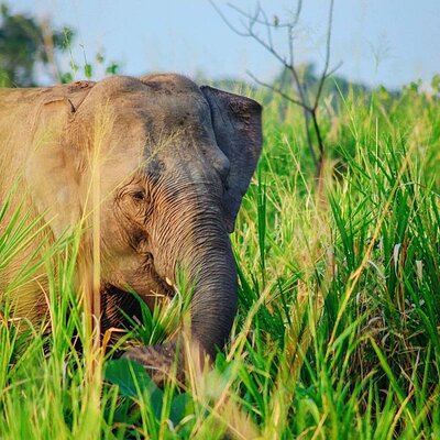 Habarana Eco Park Jeep Safari [private, full package]