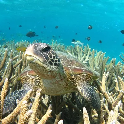 Coral Bay 3-Hour Turtle Ecotour
