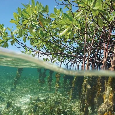 Key Largo Mangrove Private Eco-Tours