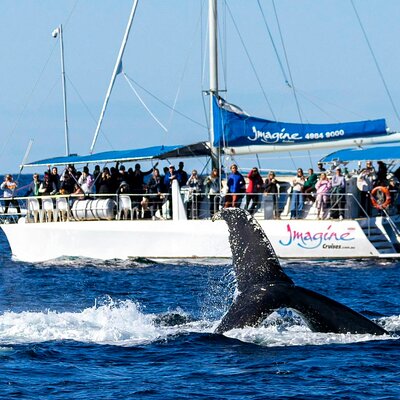 Port Stephens 3 Hour Whale and Dolphin Watch Cruise