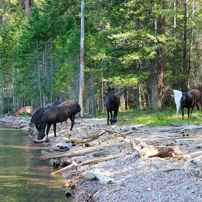 Flathead Lake Private Sunset Wild Horse Island Boat Tour