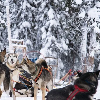 Sledding and Homesteading Adventure