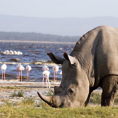 Mwema Africa Safaris