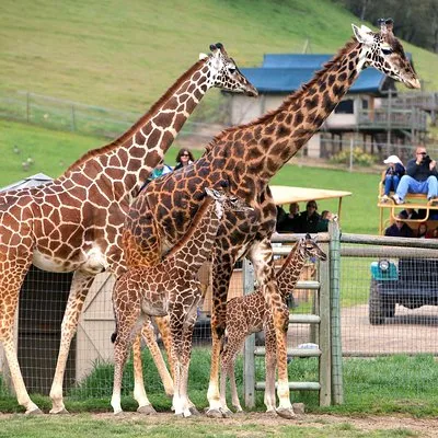Safari West Sonoma Adventure Tour
