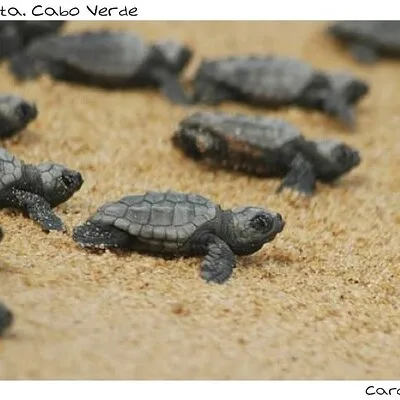 Cabokaitours