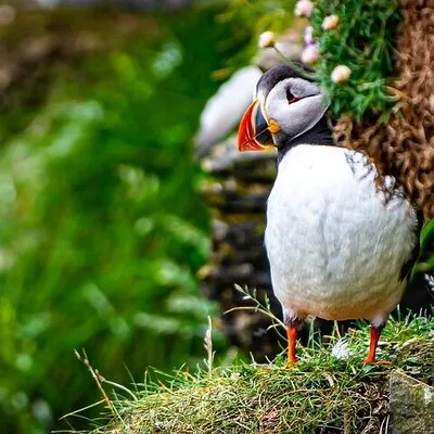 Puffin Tour