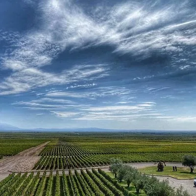 Trout Wine Tours