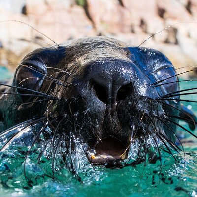 Seal Swimming Activity in Plettenberg Bay