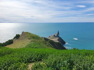 Cape Kidnappers Gannet Colony Overland Tour by Gannet Safaris