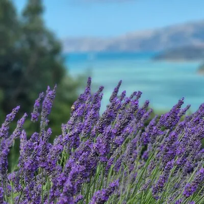 Akaroa Lavender