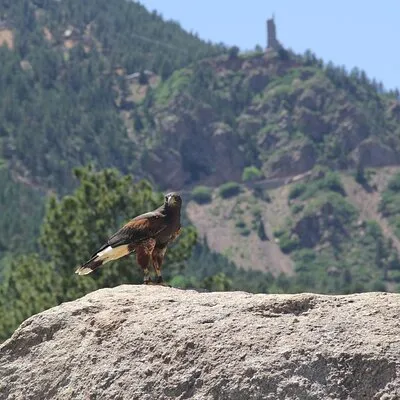Colorado Springs Hands-On Falconry Class and Demonstration