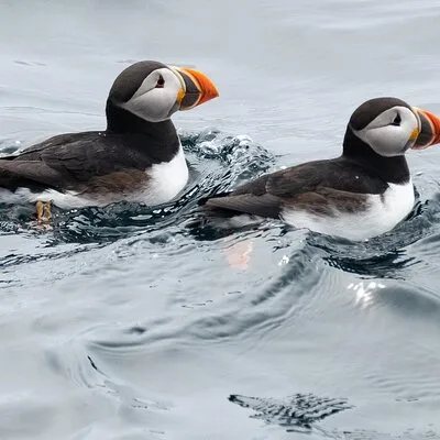 Gatheralls Puffin and Whale Watch