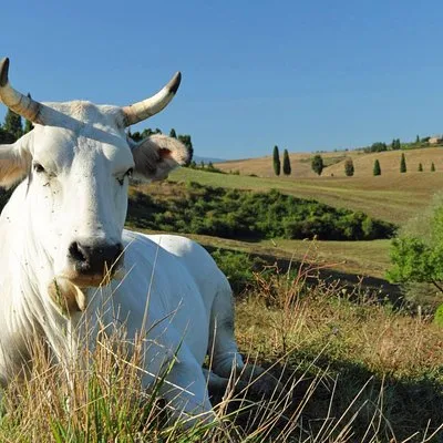 Chianina cattle Tour