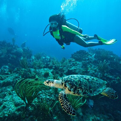 Two-Tank Morning Dive Trip for Certified Divers